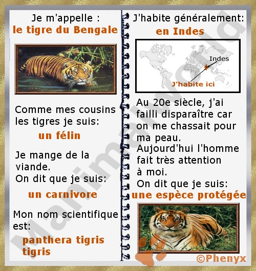 Tigre du Bengale fiche enfants