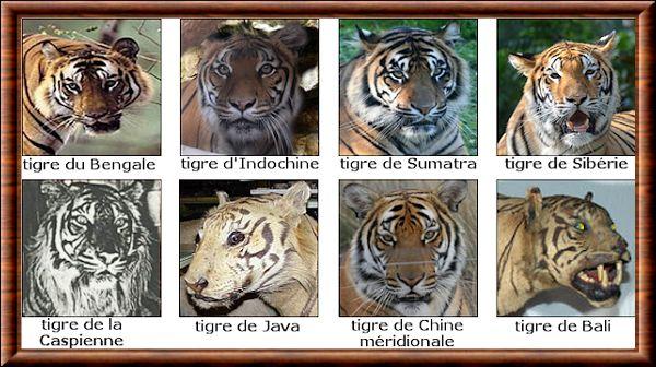 Tigre espece