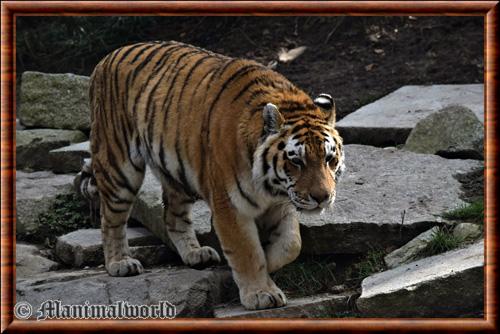 Tigre (Panthera tigris)