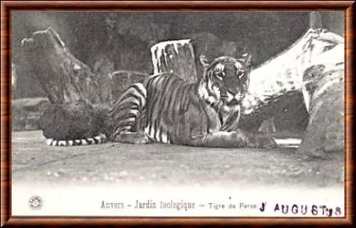 Tigre persan