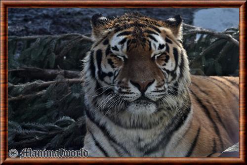 Tigre portrait