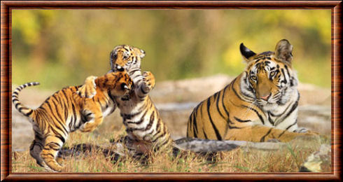 Tigre du Bengale