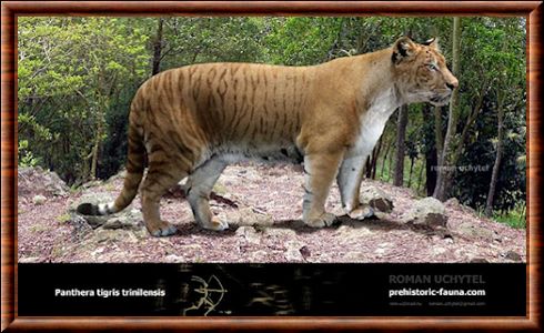 Tigre de Trinil (Panthera tigris trinilensis)