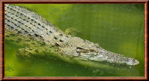 Tomistoma schlegelii