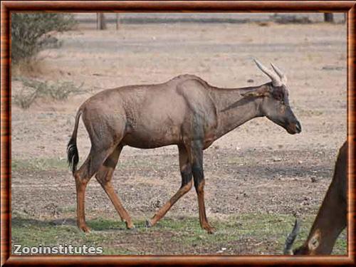 Topi au Sharjah Safari, Texas, Émirats arabes unis Topi au Sharjah Safari