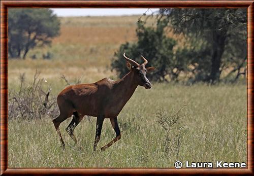 Topi du Kalahari Topi du Kalahari