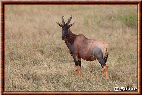 Topi (Damaliscus korrigum)