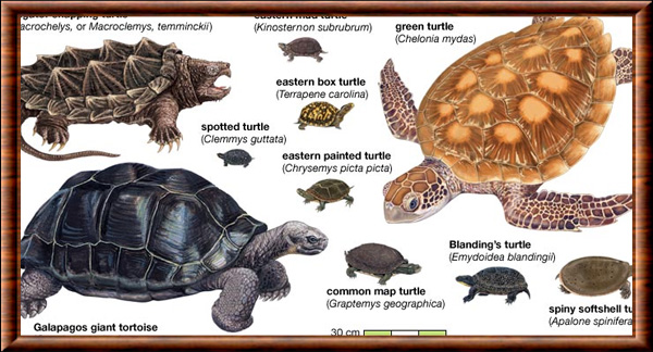 Les différentes espèces - les tortues terrestres 