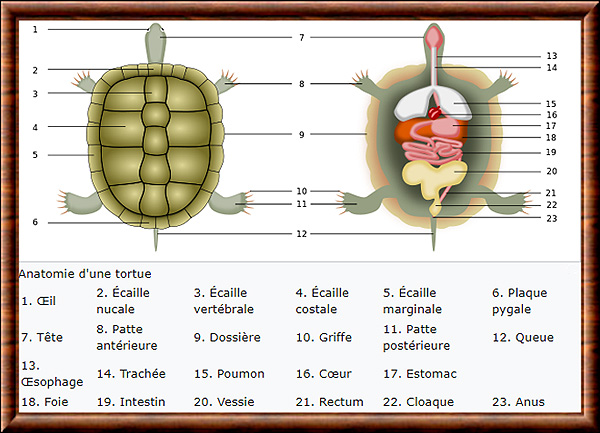 Tortue rayonnee : taille, description, biotope, habitat, reproduction