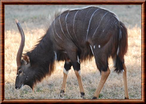 Tragelaphus angasii