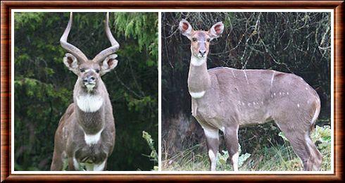 Tragelaphus buxtoni