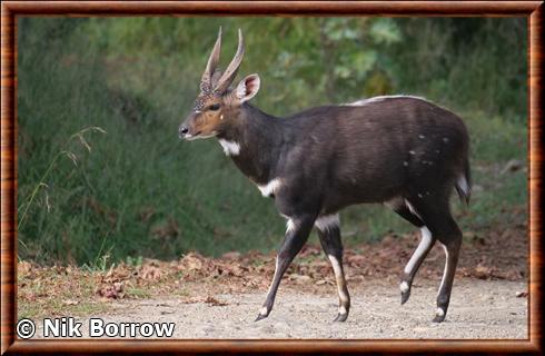 Guib harnache de Menelik (Tragelaphus scriptus meneliki)