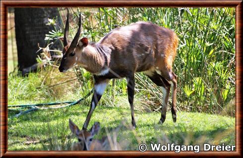 Guib harnache du Sud (Tragelaphus scriptus sylvaticus)