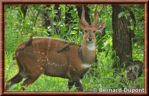 Tragelaphus scriptus