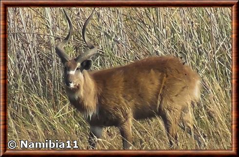 Tragelaphus spekii selousi