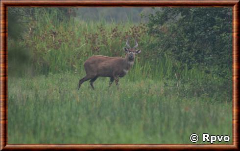 Tragelaphus spekii speki