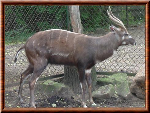 Tragelaphus spekii