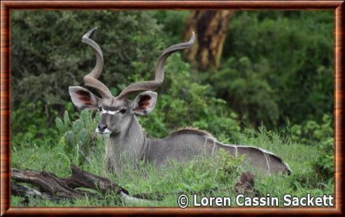 Grand koudou d'Abyssinie (Tragelaphus strepsiceros chora)