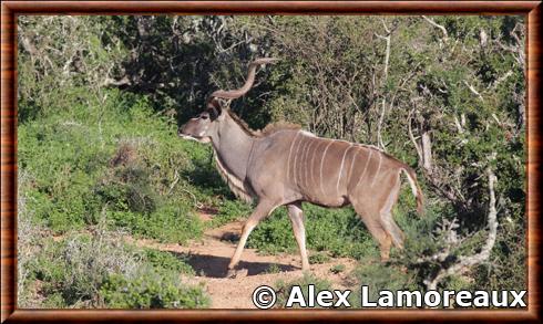 Tragelaphus strepsiceros strepsiceros