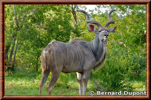 Tragelaphus strepsiceros