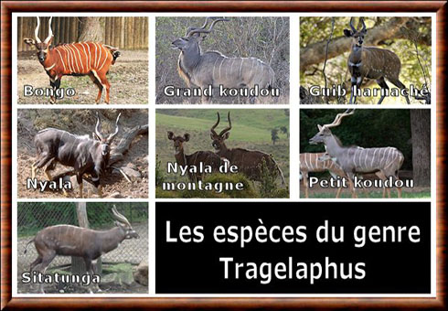 Tragelaphus