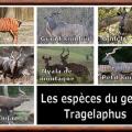 Tragelaphusgenre