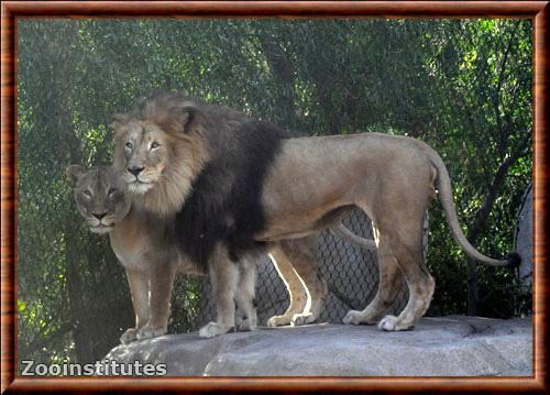 Transvaal lion (Panthera leo krugeri)