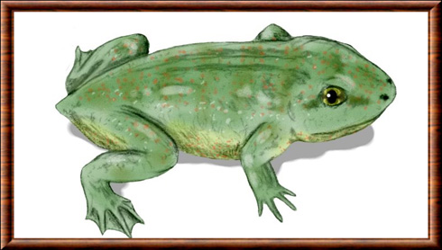 Triadobatrachus massinoti