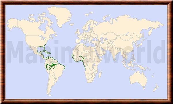 Trichechidae distribution