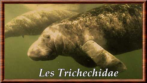 Trichechidae