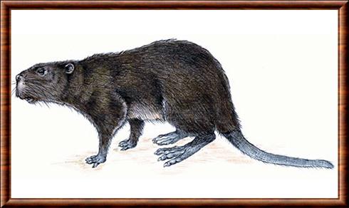 Trogontherium cuvieri