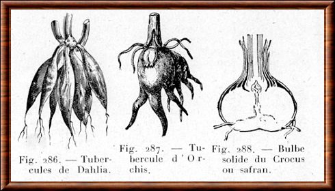 Tubercule