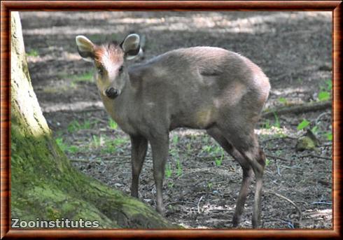 Tufted deer (Elaphodus cephalophus)