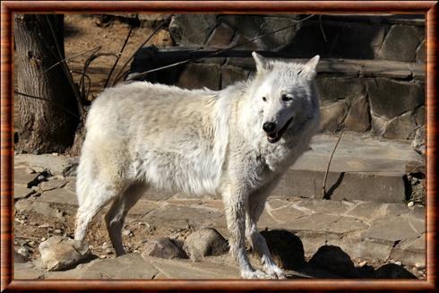 Tundra wolf