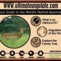 Ultimateungulate