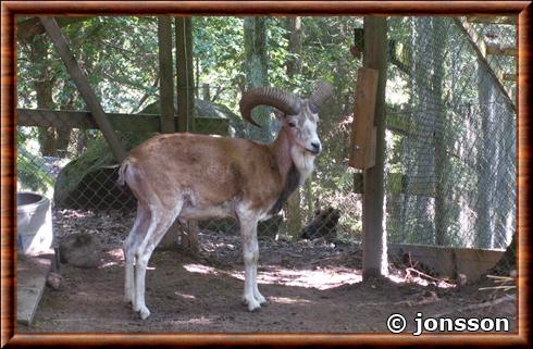 Urial domestique