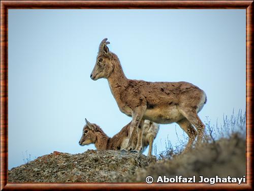 Urial femelle et son petit photographiés en Iran Urial femelle et juvenile