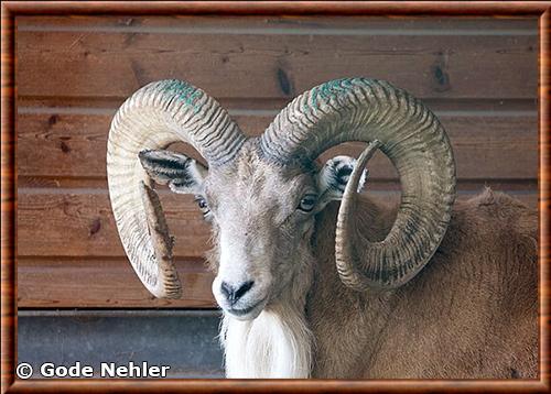 Gros plan de l'urial Urial gros plan