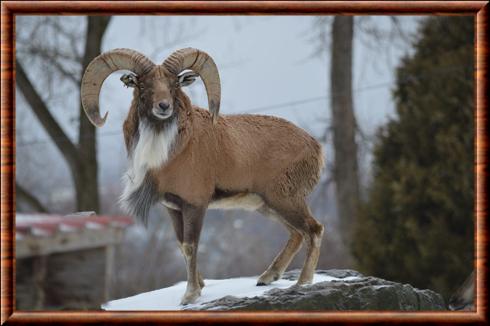 Urial transcaspien