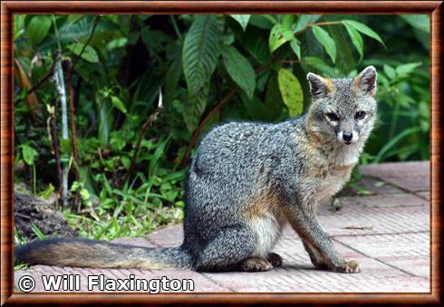 Renard gris du Costa Rica (Urocyon cinereoargenteus costaricensis)