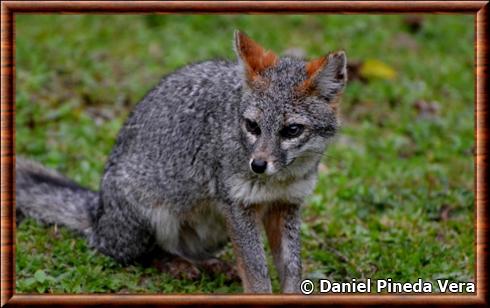 Renard gris du Guatemala (Urocyon cinereoargenteus guatemalae)