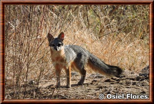 Renard gris de Basse-Californie (Urocyon cinereoargenteus peninsularis)