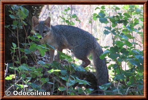 Renard gris de Townsend (Urocyon cinereoargenteus townsendi)