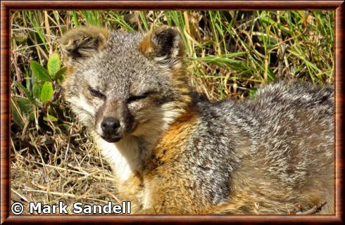 Renard de Santa Catalina (Urocyon littoralis catalinae)