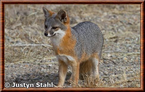 Renard de l'île San Clemente (Urocyon littoralis clementae)