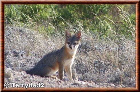 Renard de l'île de Santa Rosa (Urocyon littoralis santarosae)