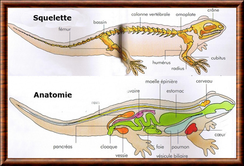 Urodela 01