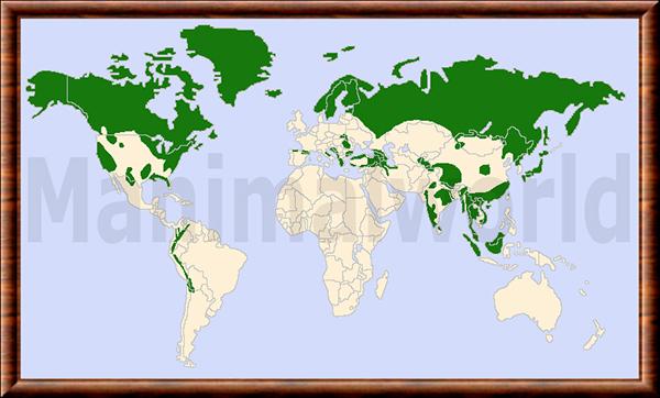 Ursidae distribution