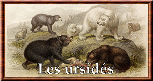 Ursidés (Ursidae)