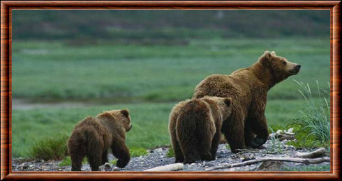 Ours brun (Ursus arctos)